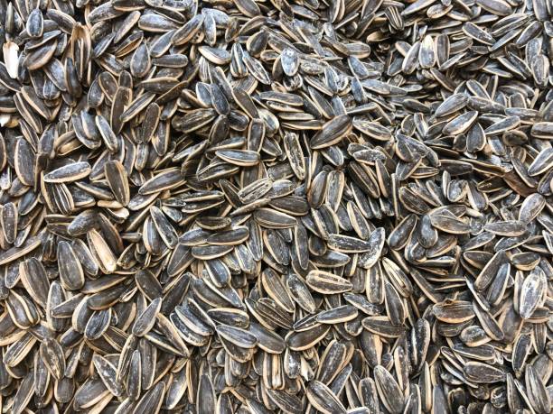 Sunflower Seeds